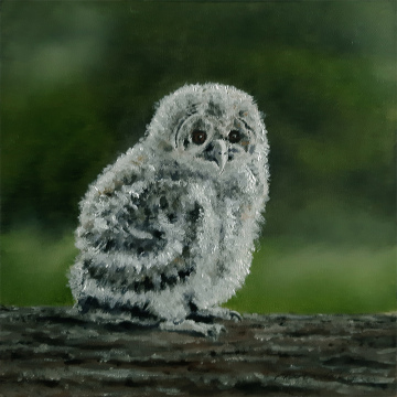 Uilskuiken, olie op paneel, 20x20