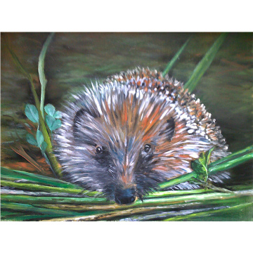 Egeltje, olie op paneel, 18x24