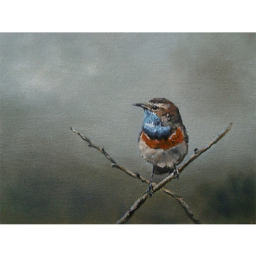 Blauwborstje, olie op paneel, 18x24
